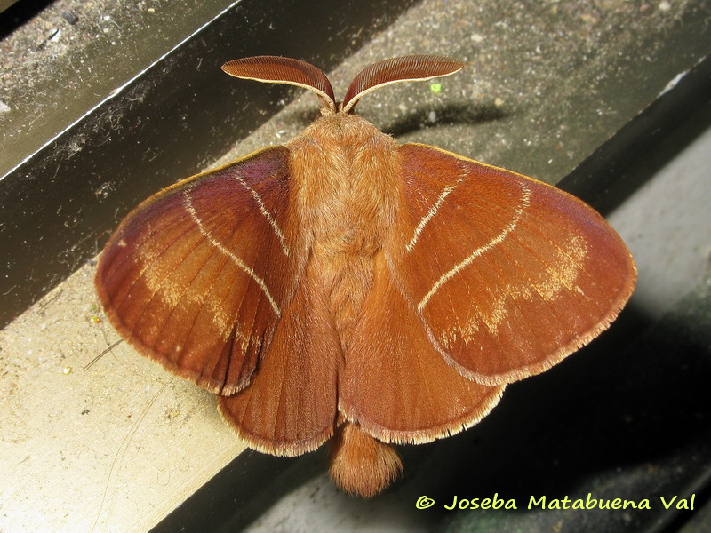 Macrothylacia rubi - Lasiocampidae